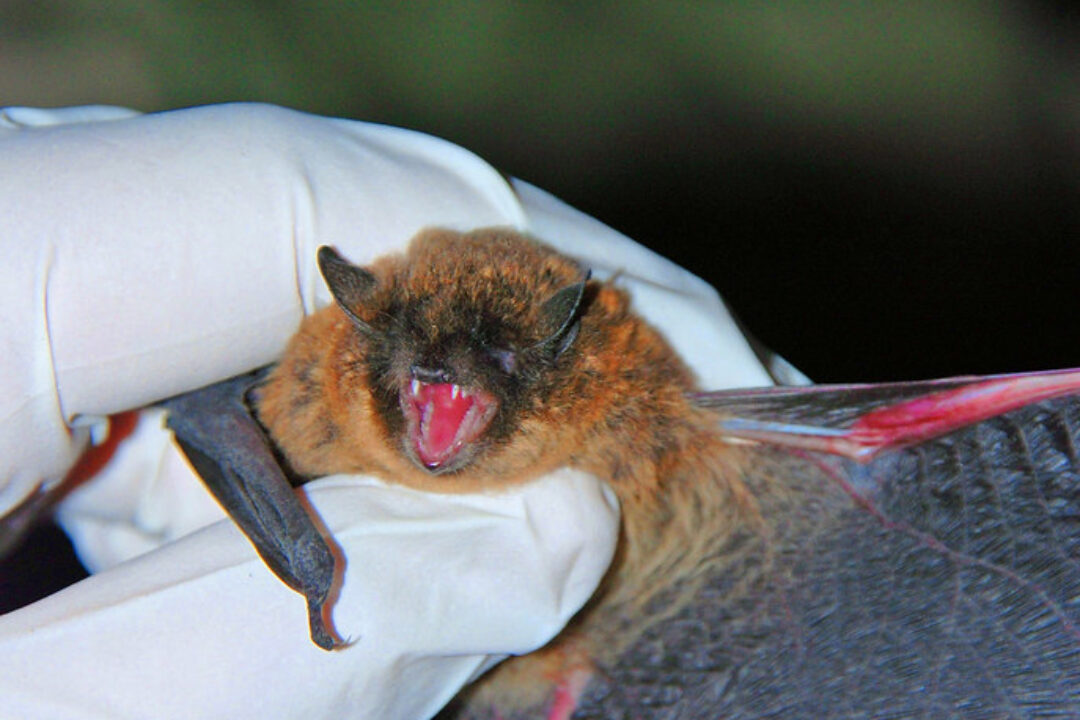 CLS Endorses Concern Raised by Nobel Laureates Over Termination of NIH Grant